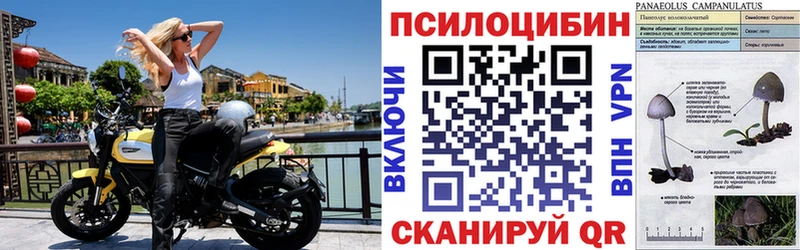 Купить Льгов Галлюциногенные грибы Psilocybe